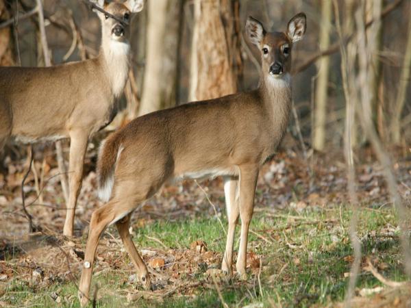 White-tailed Deer