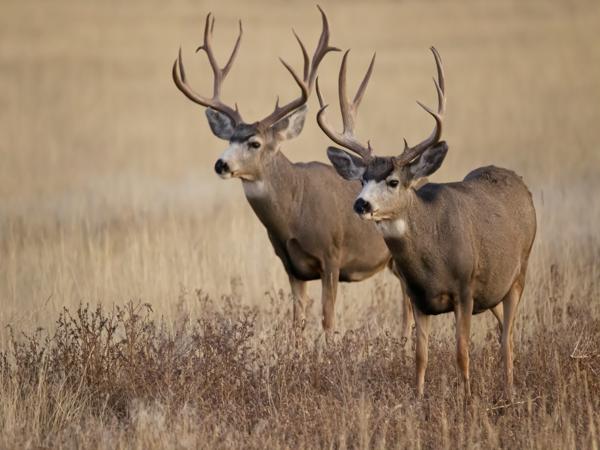 Mule Deer