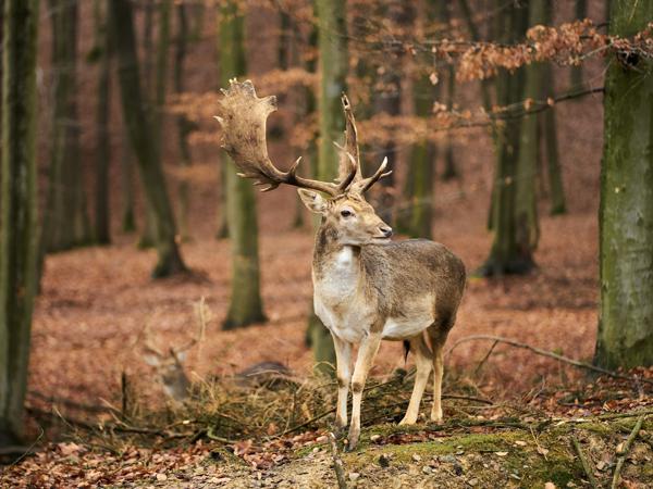 Fallow Deer