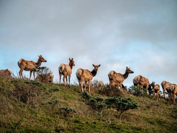 Elk