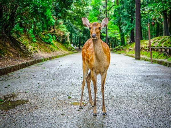 Sika Deer