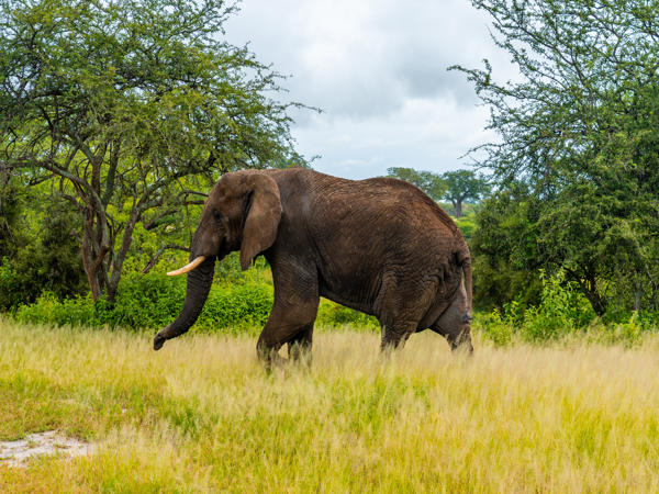 African Bush Elephant
