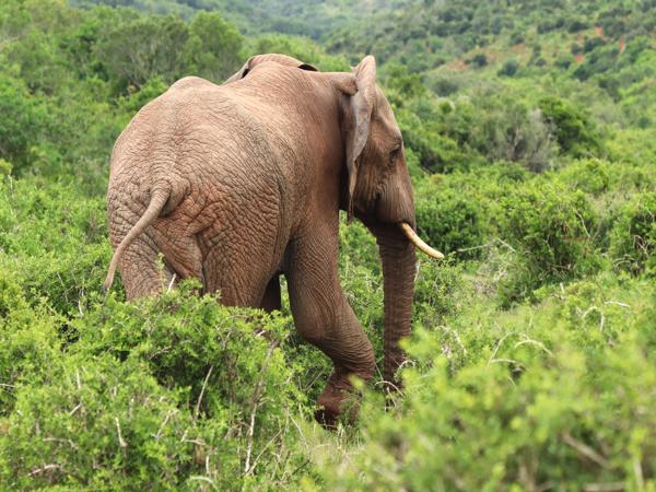 African Forest Elephant