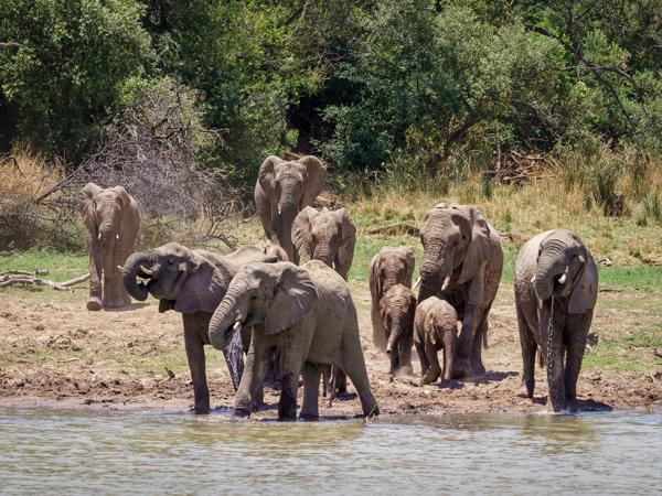 Sumatran Elephant