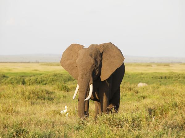 Thai Elephant