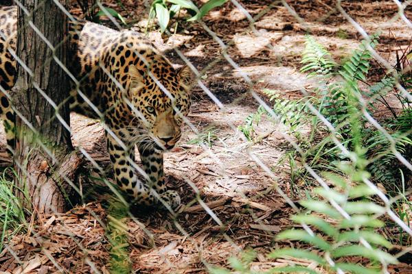 Wildlife Control