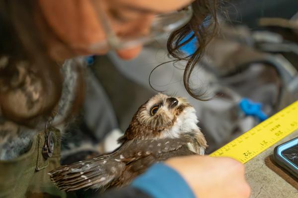 Emergency Wildlife Removal
