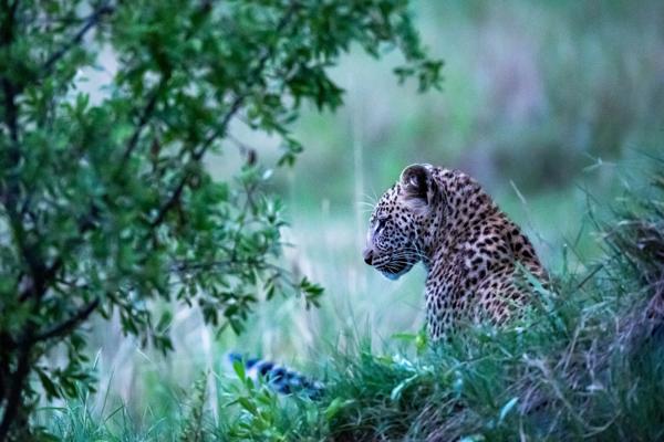 Eco-Friendly Wildlife Solutions