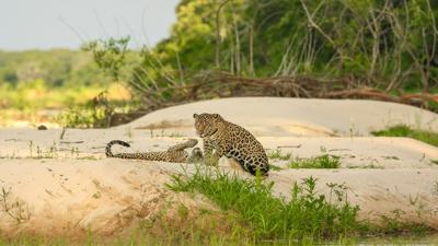 Wildlife Control News