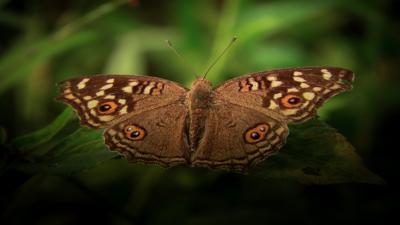 Wildlife Control Articles