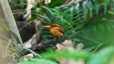 Wildlife Control Articles