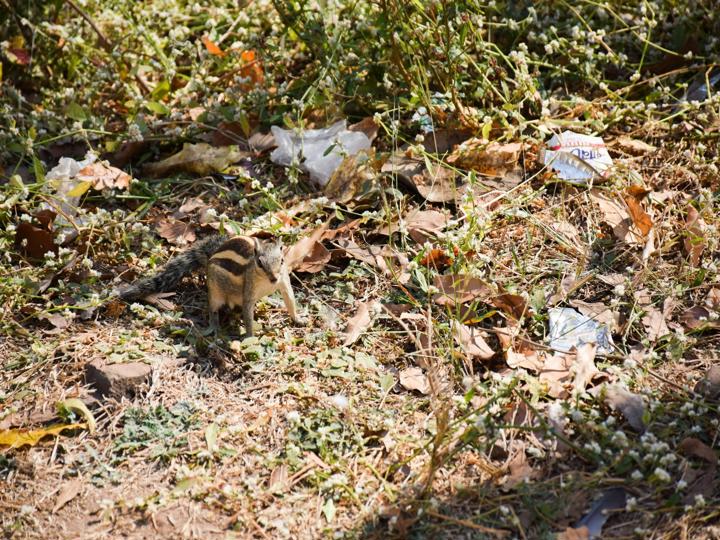Wildlife Clean-Up