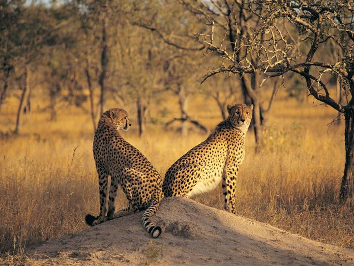 Wildlife Prevention